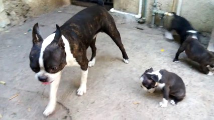 boston terrier niñero