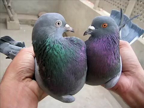 Pakistani High Flying Pigeons From Faisalabad Pakistan Part 8.wmv