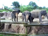 Asian Elephants Snuggling