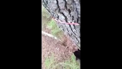 мужик стальные яйца, или однажды в лесу