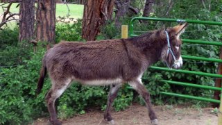 Found Donkey-Black Forest Fire