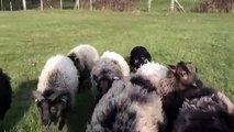 Border Collie en apprentissage au troupeau