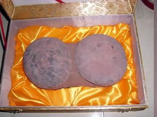 Chaoyang Liaoning china organism fossil Let world shock