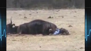 Bison giving birth ☆ Animals Giving Birth 2015