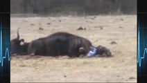 Bison giving birth ☆ Animals Giving Birth 2015