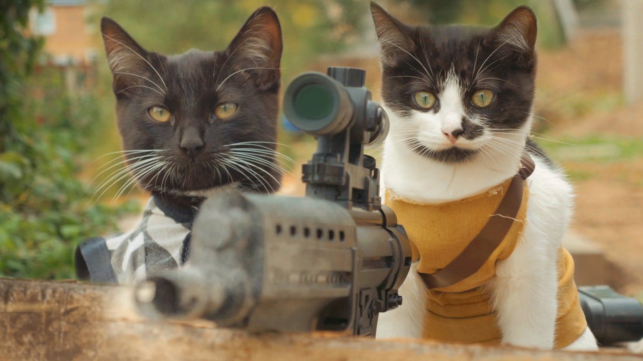 Chats vs Zombies
