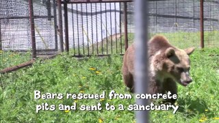 Animal Rescues That Will Make You Happy That PETA Exists
