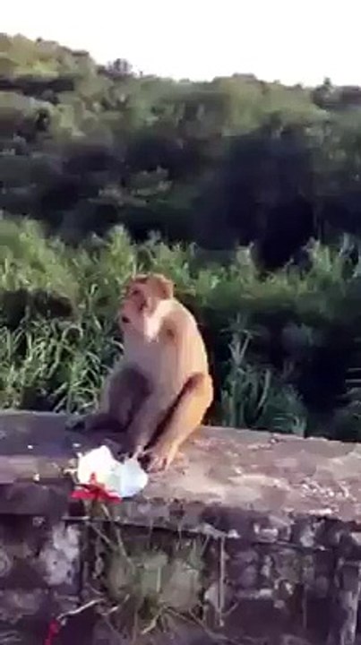 monkey eating something but
