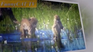 Funny Animals Videos Try Not To Laugh Very Funny