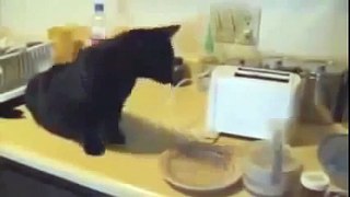 funny animal videos, funny cats Compilation 2014
