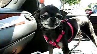 Sable the Smiling Chihuahua