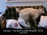George - The Soft Coated Wheaten