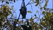 Fruit Bats in Sydney Botanical Gardens
