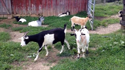 Friendly Goats with baby goats -beautiful Sept 9, 2014