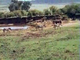 Masai Mara compilation Part two