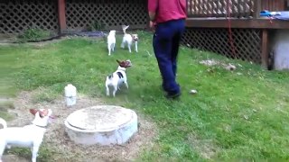 Foster dog ball play