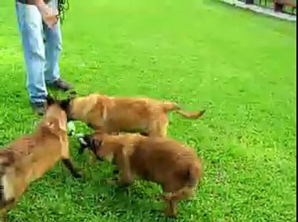 Pastores Belga Malinois en ejercicios para engrandecer impulsos. 17/05/2010