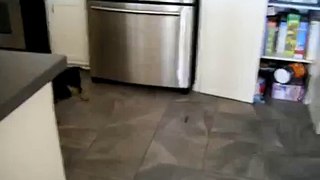 manchester terrier mix dancing