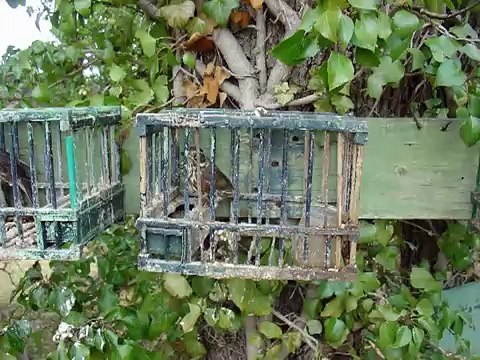 Dernier jour pour les grives! (Chasse)