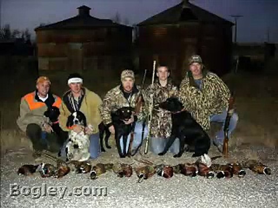 South Dakota Pheasants Everywhere!  AMAZING