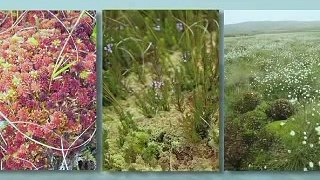 LIFE Active Blanket Bog in Wales Project- part 1