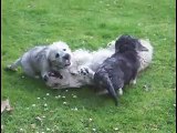 Mother and Puppies really cute Dandie Dinmont Terriers playing in Garden