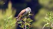 Ptice Hrvatske - Rusi svračak, ženka (Lanius collurio) (Red-backed Shrike, female) (2/4)