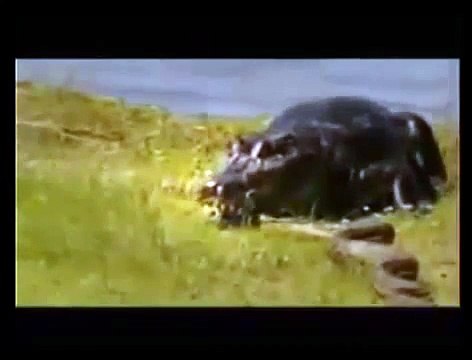 HAYVAN KAVGALARI / Animal fights