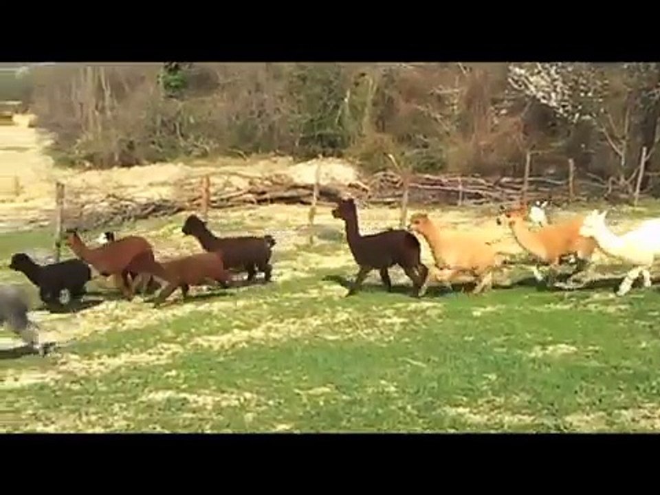 Dal Perù a Urbino: un viaggio nell'allevamento di alpaca
