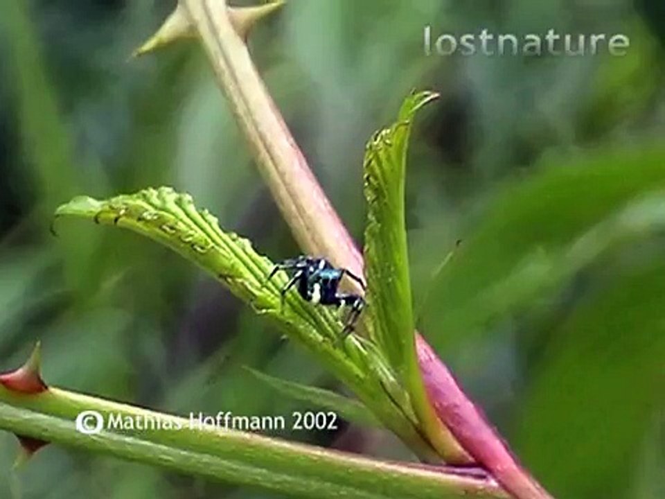 Kleine Springspinne im Bergregenwald bei Ruteng auf Flores, jumping spider