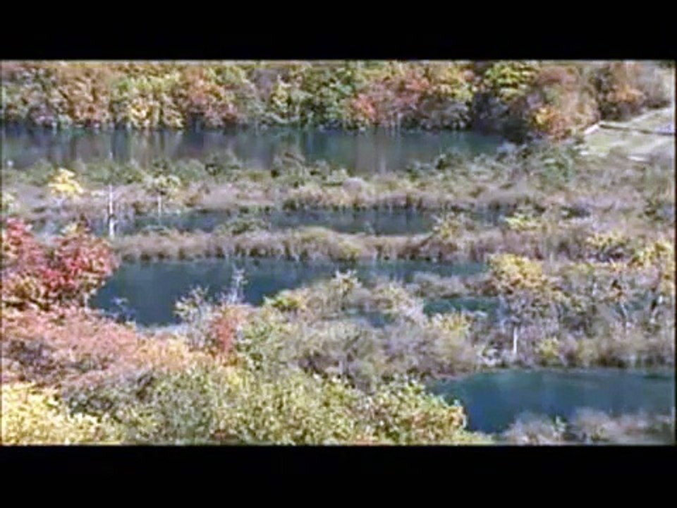 齊豫 - 橄欖樹