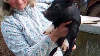 Berkshire pedigree pig Ear notch notching Dittisham Farm
