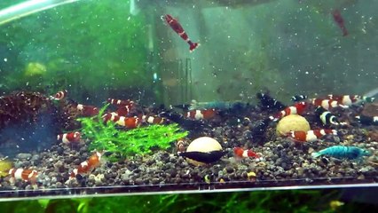 爆走海老　クライマックス　超高速ツマツマ　抱卵促進　生存率ＵＰ