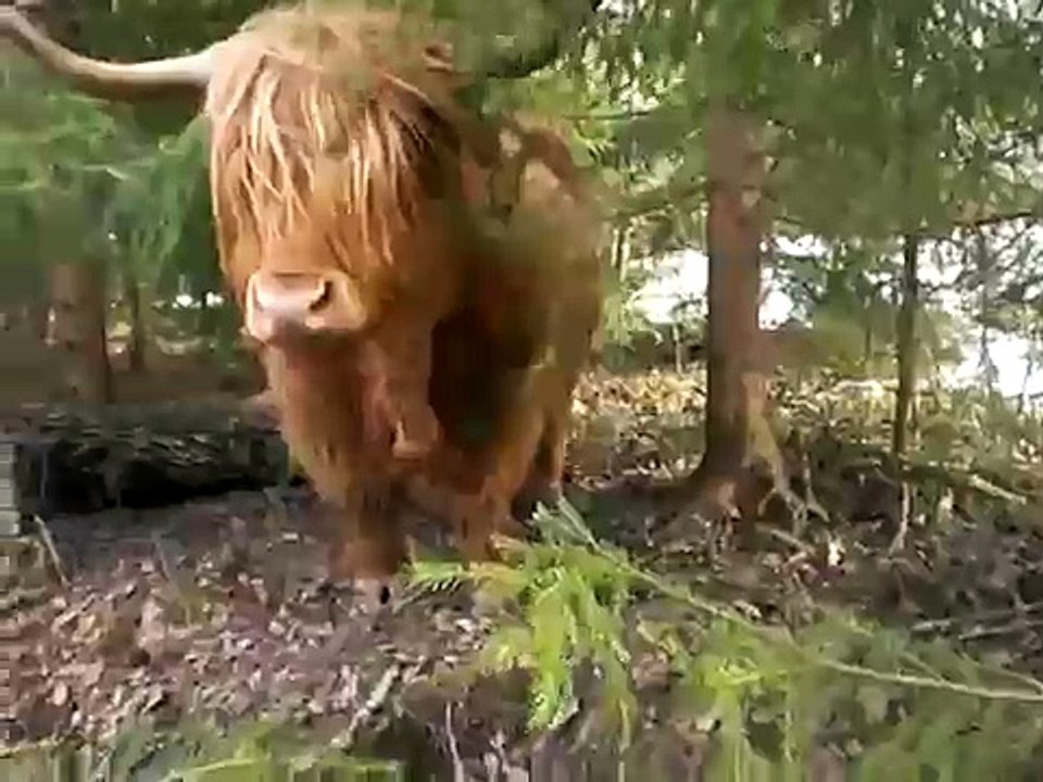 Highland Cattle Calf