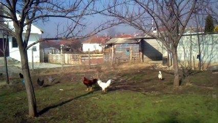 Best chicken fighting, Best chicken fight