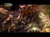 وثائقي | أفتك حيوانات العالم: أستراليا HD
