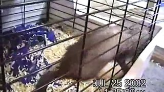 Ferrets Playing With Pet Rats