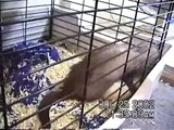 Ferrets Playing With Pet Rats