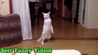 Best Funny Videos ~ Compilation 2015 September# 2