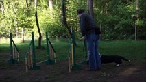 Cardigan Welsh Corgi Tina (Dyfuzja Dummles) i AGILITY.