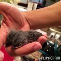 Tufted Titmice Rescue