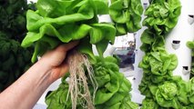 The World’s Most Productive Greenhouse in Extreme Desert Heat