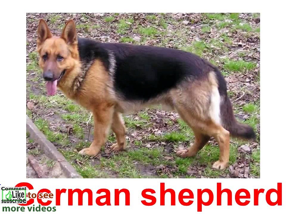 Glenn Doman Cards. Animals. Dogs 1. Nursery Rhymes. English teach children. Word phrase cards hot