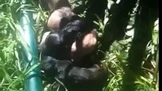 Perritos recién nacidos