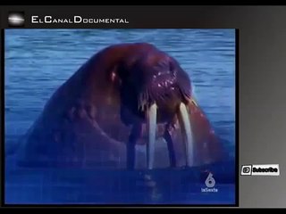 Documental - 06 "Territorio de monstruos - Oso polar vs Morsa P(2/5) La Sexta