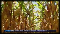 Monsanto : victoire d'un agriculteur