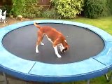 bouncing boxer dog