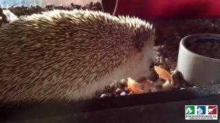 Nina the hedgehog eating