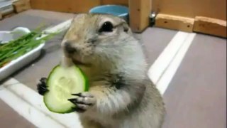 Cute Squirrel Eating Cucumber ever - Funny Animal Videos