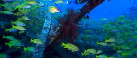 Plongée à l'île de La Réunion : les épaves